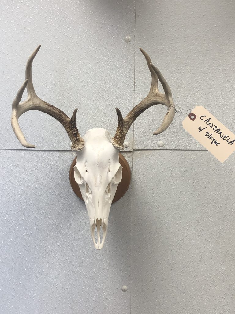 Custom Euro Mounts Bullets N Broadheads